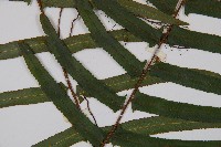 虎克氏鱗蓋蕨藏品圖，第3張