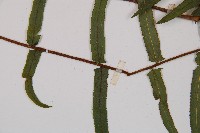 虎克氏鱗蓋蕨藏品圖，第5張
