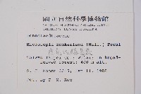 虎克氏鱗蓋蕨藏品圖，第2張