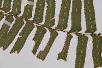 虎克氏鱗蓋蕨藏品圖，第5張