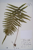 虎克氏鱗蓋蕨藏品圖，第1張