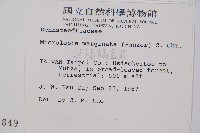 邊緣鱗蓋蕨藏品圖，第2張