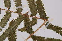 邊緣鱗蓋蕨藏品圖，第3張