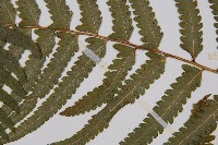 邊緣鱗蓋蕨藏品圖，第4張