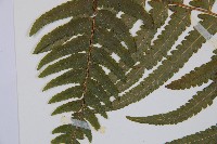 邊緣鱗蓋蕨藏品圖，第5張