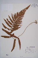 邊緣鱗蓋蕨藏品圖，第1張