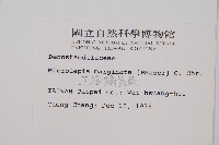 邊緣鱗蓋蕨藏品圖，第2張