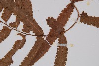 邊緣鱗蓋蕨藏品圖，第3張