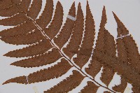 邊緣鱗蓋蕨藏品圖，第4張