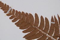 邊緣鱗蓋蕨藏品圖，第5張