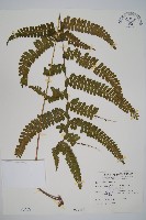 團羽鱗蓋蕨藏品圖，第1張