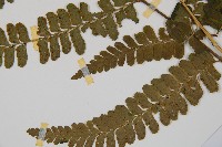 團羽鱗蓋蕨藏品圖，第3張