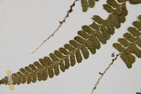 團羽鱗蓋蕨藏品圖，第4張