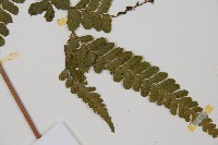 團羽鱗蓋蕨藏品圖，第5張