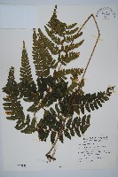 團羽鱗蓋蕨藏品圖，第1張