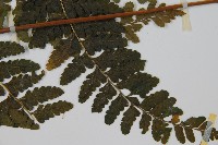 團羽鱗蓋蕨藏品圖，第3張