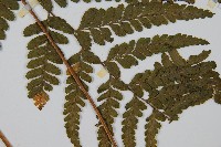 團羽鱗蓋蕨藏品圖，第4張