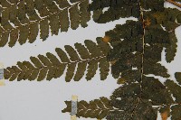 團羽鱗蓋蕨藏品圖，第5張