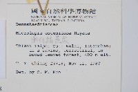 團羽鱗蓋蕨藏品圖，第2張