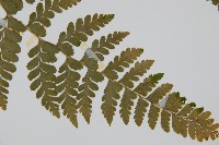 團羽鱗蓋蕨藏品圖，第3張