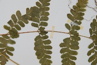 團羽鱗蓋蕨藏品圖，第4張