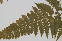 團羽鱗蓋蕨藏品圖，第5張