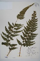 團羽鱗蓋蕨藏品圖，第1張