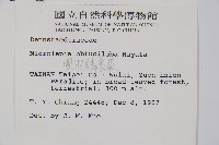 團羽鱗蓋蕨藏品圖，第2張