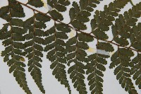 團羽鱗蓋蕨藏品圖，第4張