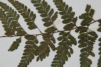 團羽鱗蓋蕨藏品圖，第5張