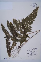 團羽鱗蓋蕨藏品圖，第1張