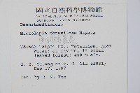 團羽鱗蓋蕨藏品圖，第2張