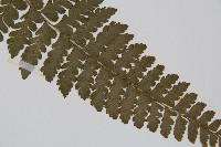 團羽鱗蓋蕨藏品圖，第3張