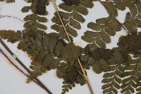 團羽鱗蓋蕨藏品圖，第4張