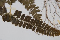 團羽鱗蓋蕨藏品圖，第5張