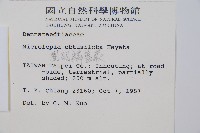 團羽鱗蓋蕨藏品圖，第2張