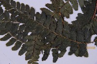 團羽鱗蓋蕨藏品圖，第3張