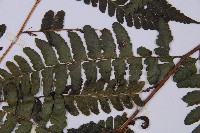 團羽鱗蓋蕨藏品圖，第4張