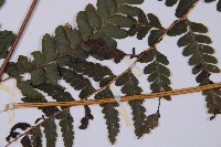 團羽鱗蓋蕨藏品圖，第5張