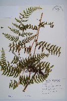 熱帶鱗蓋蕨藏品圖，第1張