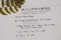 熱帶鱗蓋蕨藏品圖，第2張