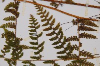 熱帶鱗蓋蕨藏品圖，第5張