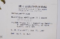 熱帶鱗蓋蕨藏品圖，第2張