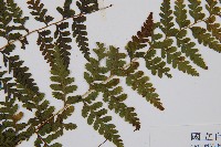 熱帶鱗蓋蕨藏品圖，第3張