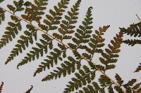 熱帶鱗蓋蕨藏品圖，第4張