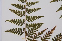 熱帶鱗蓋蕨藏品圖，第5張