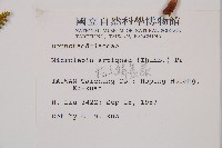 粗毛鱗蓋蕨藏品圖，第2張