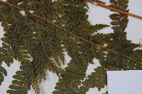 粗毛鱗蓋蕨藏品圖，第3張