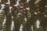 粗毛鱗蓋蕨藏品圖，第4張