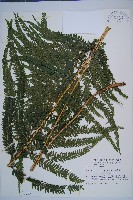 粗毛鱗蓋蕨藏品圖，第1張